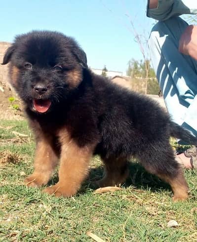 German shepherd long cout mail 2 mahnt for sale active and healthy