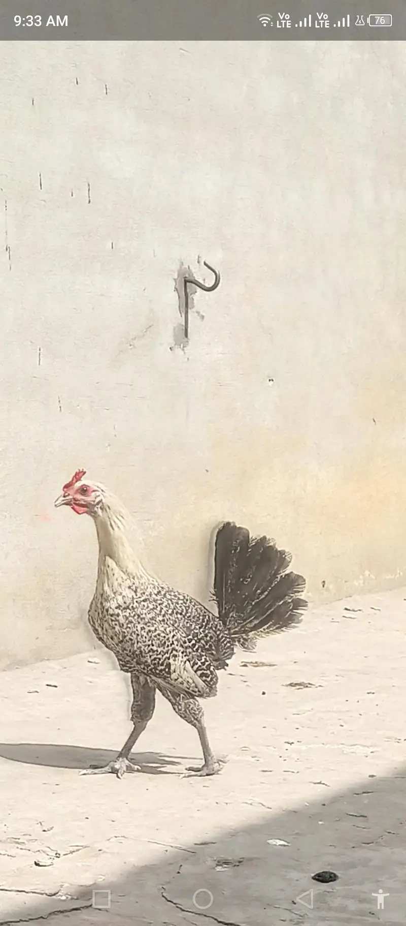 misri murgi or murgi — photo 2