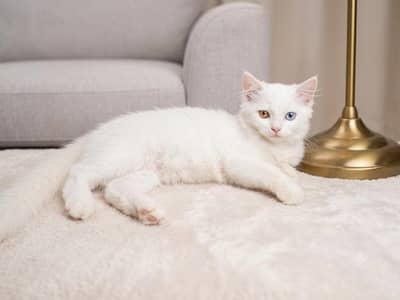 Odd-eye Persian Rare Cat
