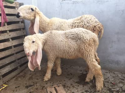 pure kajle bher male bacha /dhomba/Chatra /sheep/Bakra/bakri
