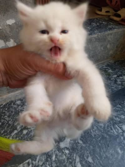 cats for sale.