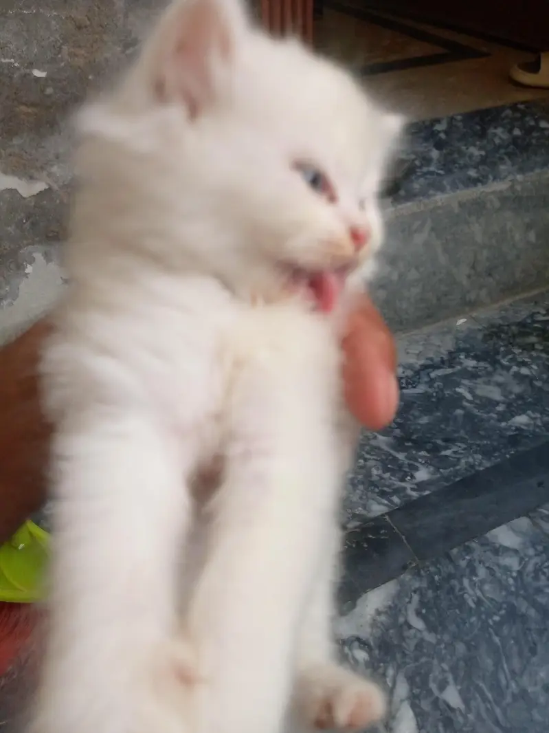 cats for sale. — photo 2