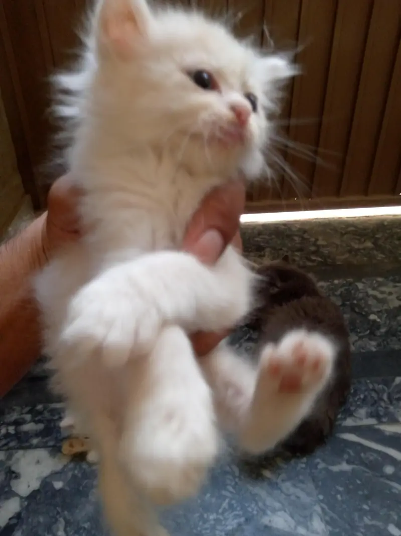 cats for sale. — photo 3