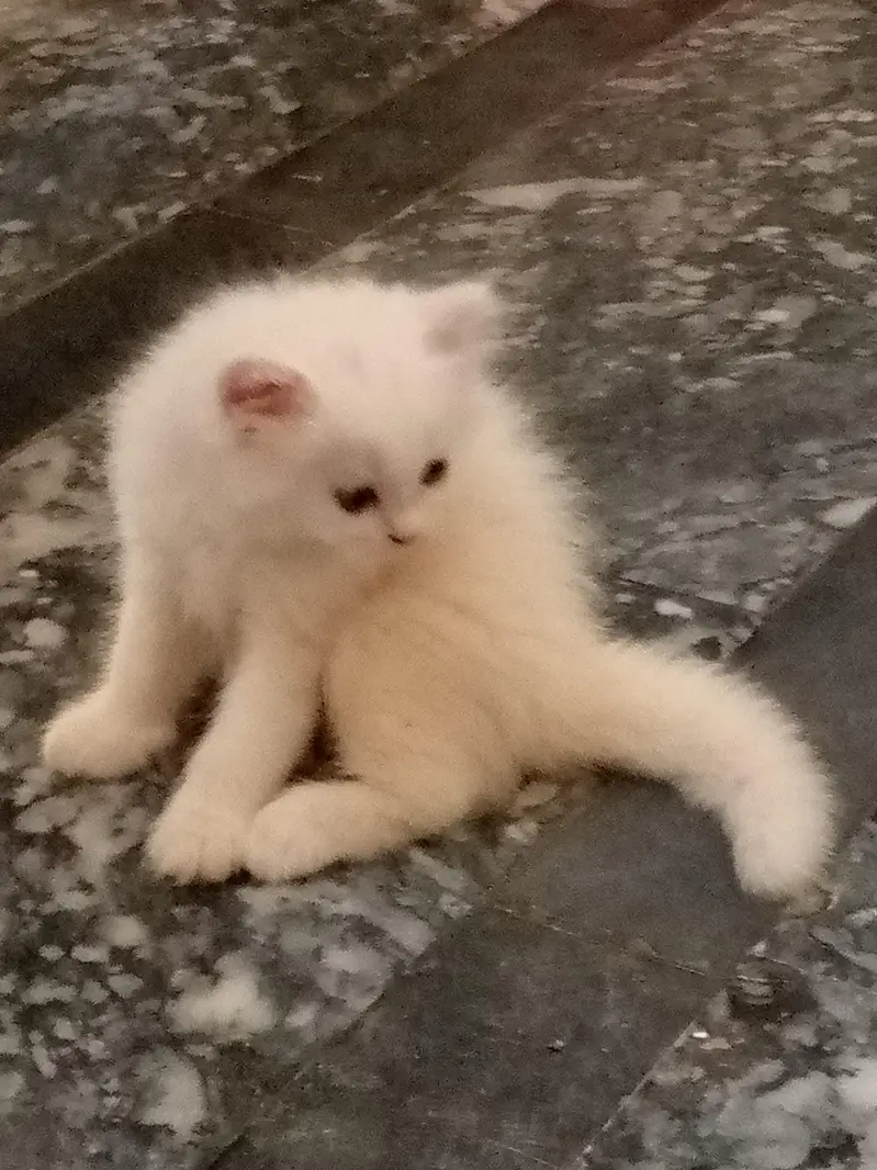 cats for sale. — photo 4