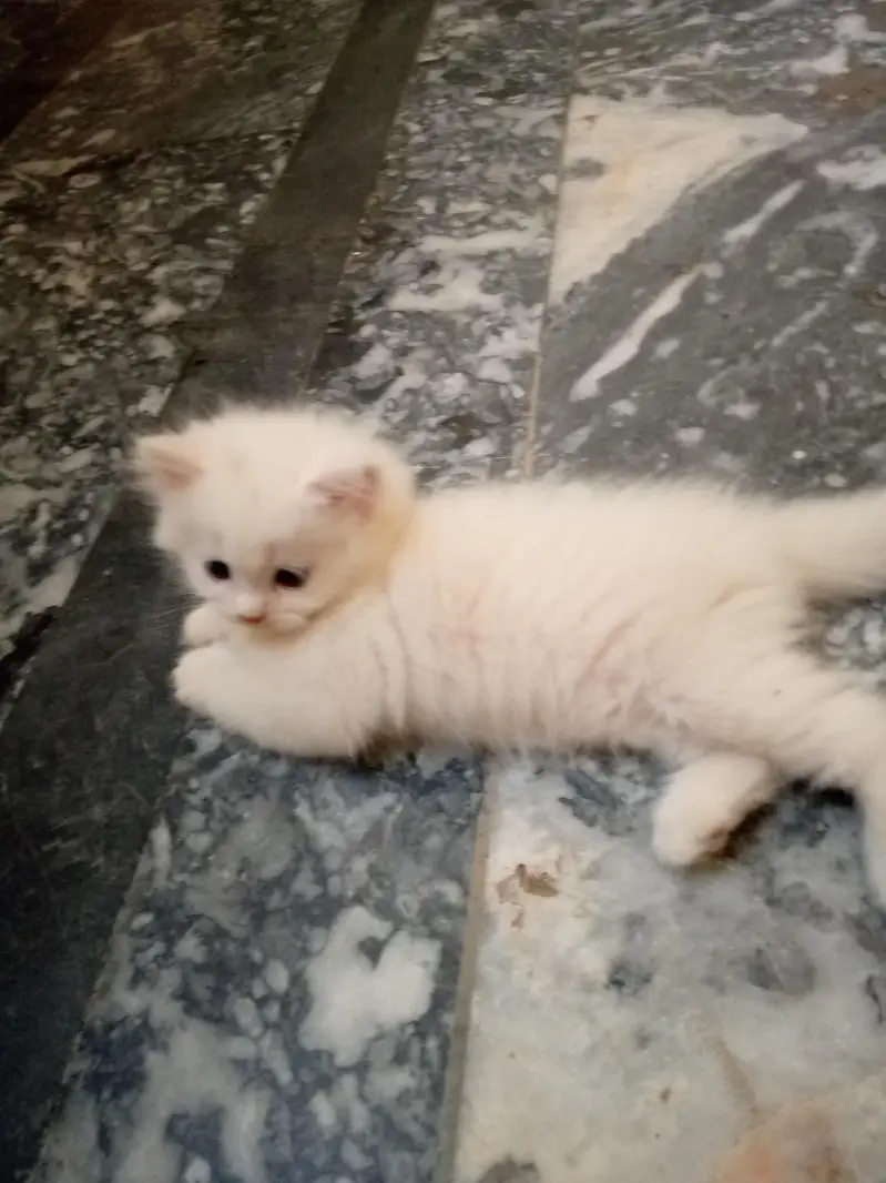 cats for sale. — photo 6