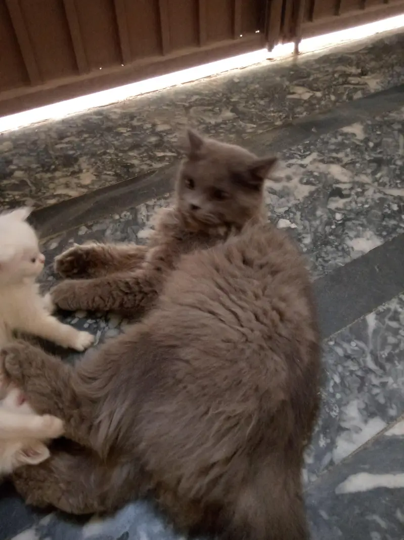 cats for sale. — photo 7