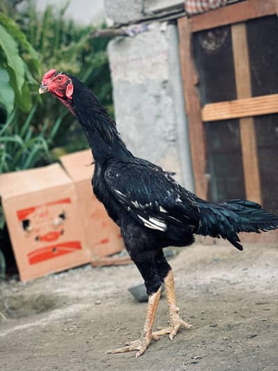 German o shamo