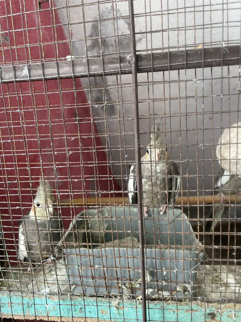 Coctail Colony sell — photo 2
