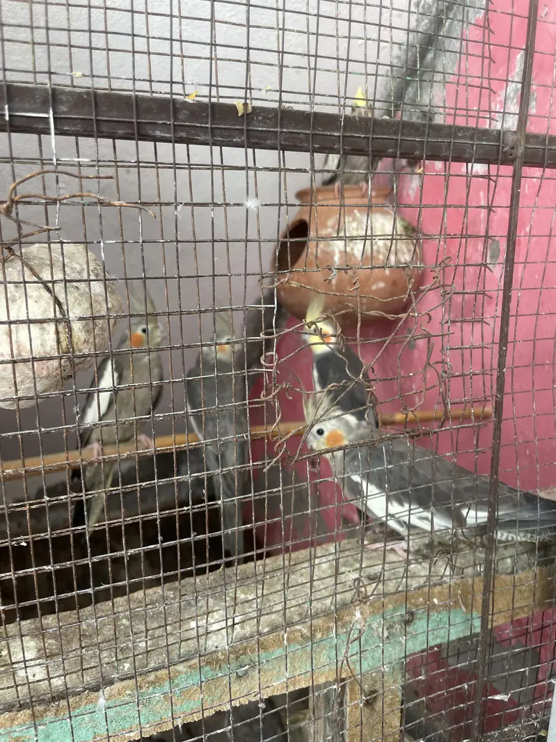 Coctail Colony sell — photo 3