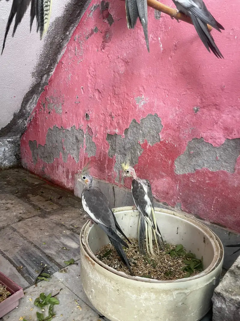 Coctail Colony sell — photo 4