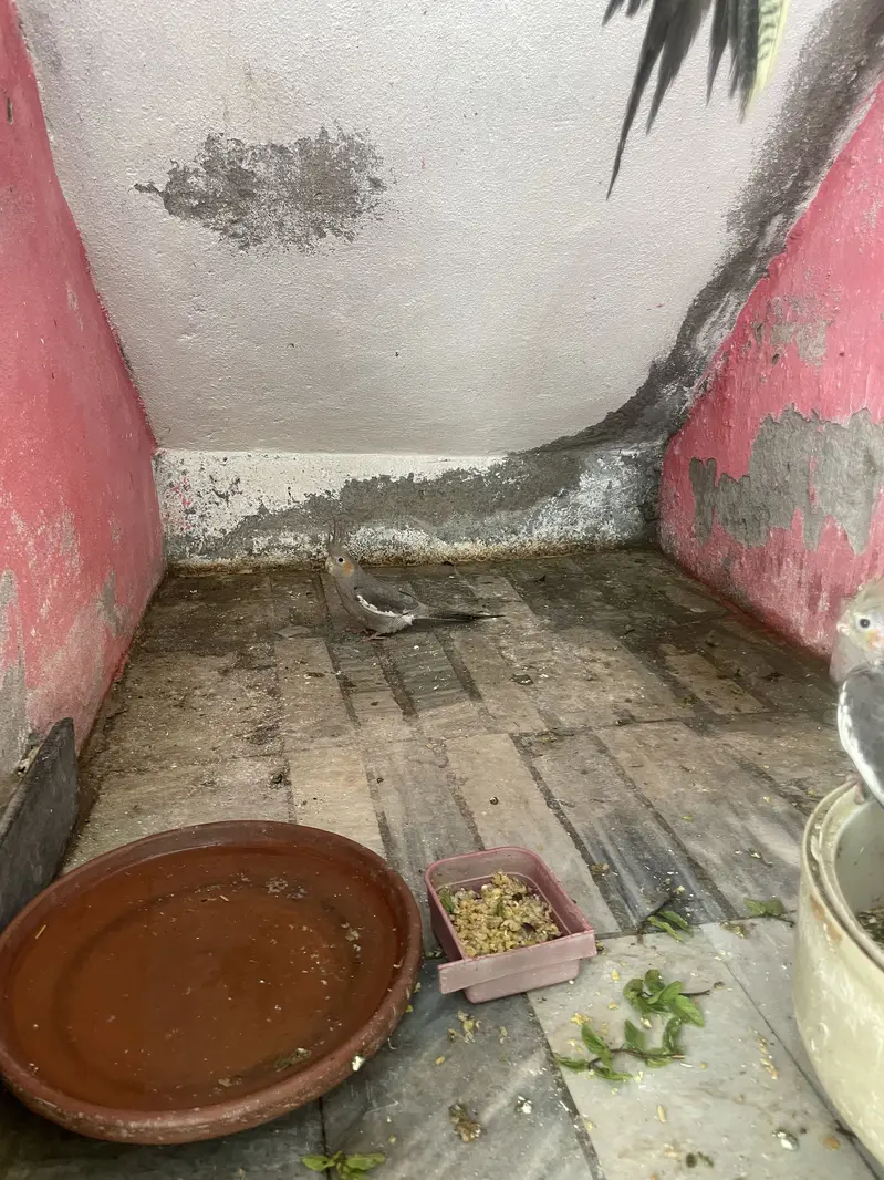 Coctail Colony sell — photo 5
