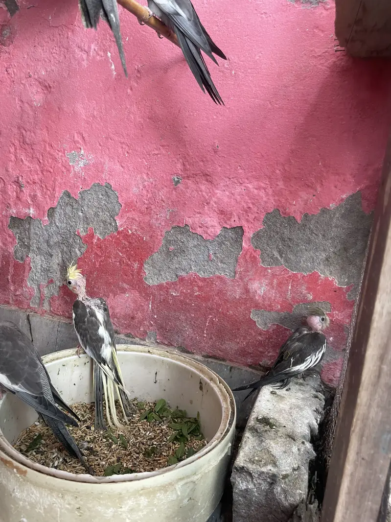 Coctail Colony sell — photo 6