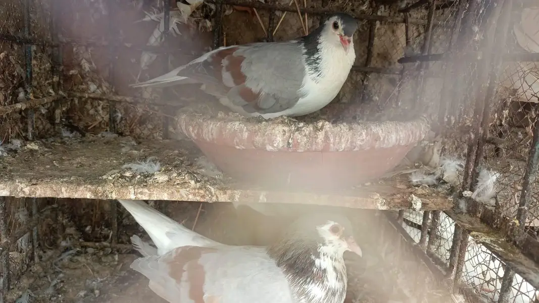 pegions for sale