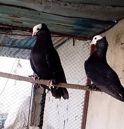 Mukhi Pigeon