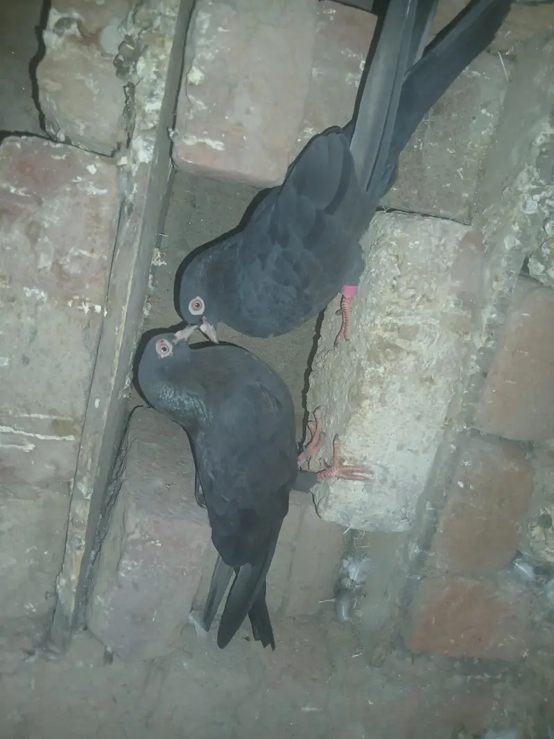 kaboatr for sale — photo 8