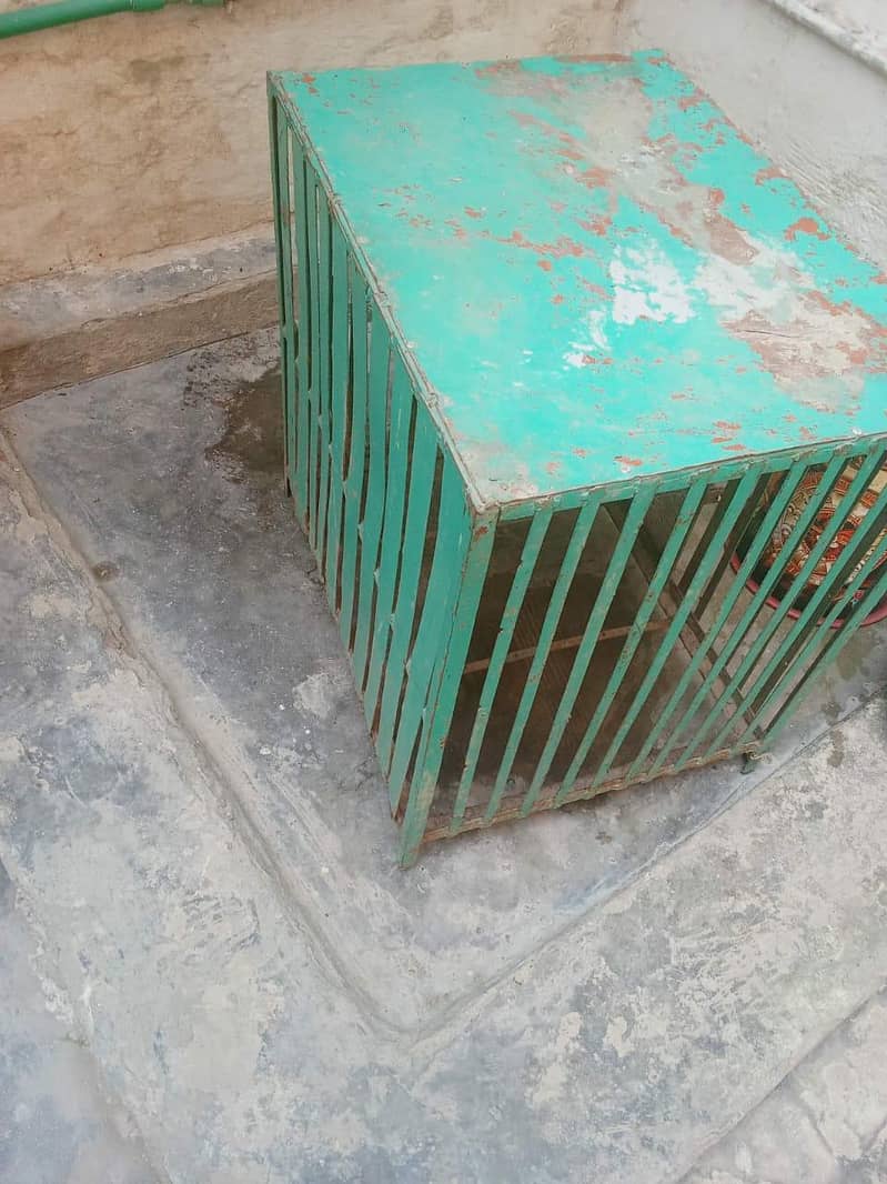Hen Cage 2
