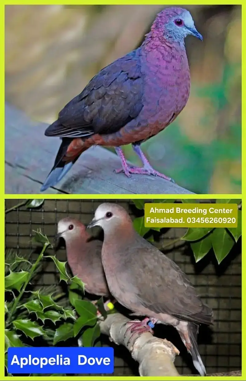 Doves | Doves For Sale | Qumri | Fakhta | All kind of Doves — photo 6