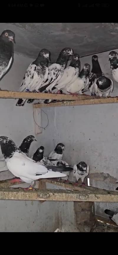 Teddy Pigeon (Healthy Breed)