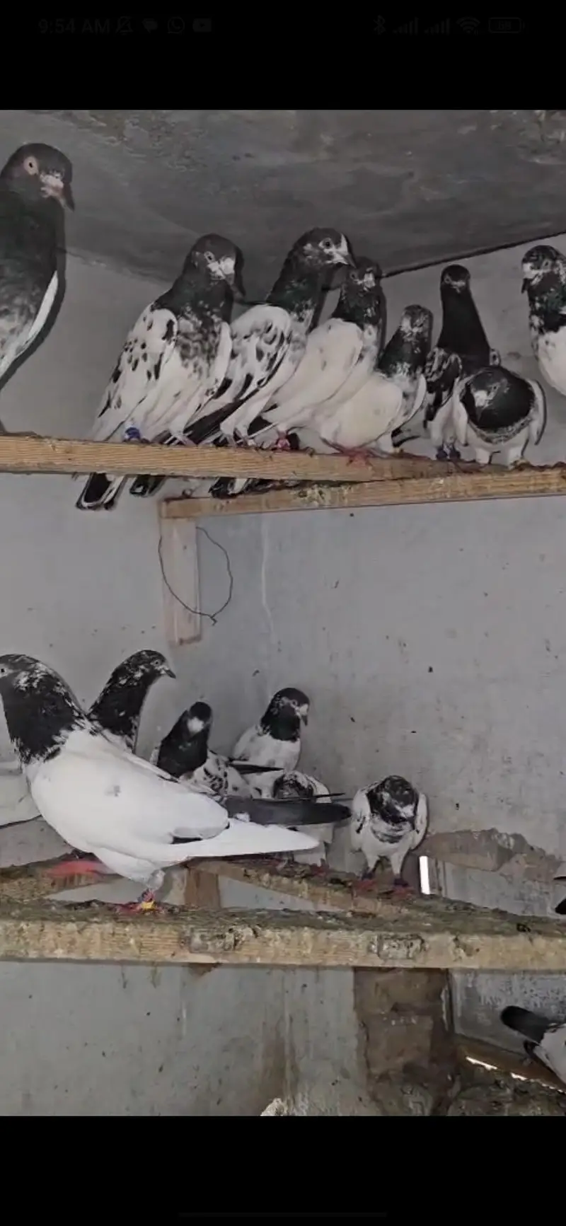 Teddy Pigeon (Healthy Breed)