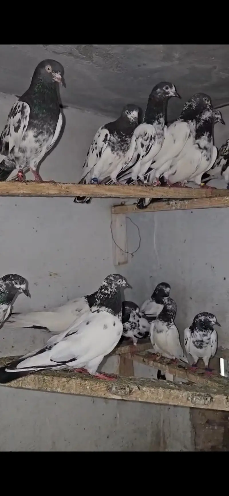 Teddy Pigeon (Healthy Breed) — photo 2