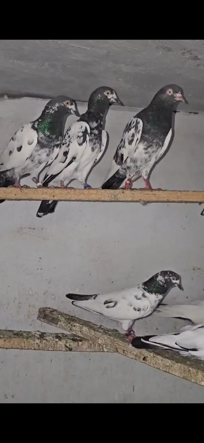 Teddy Pigeon (Healthy Breed) — photo 3