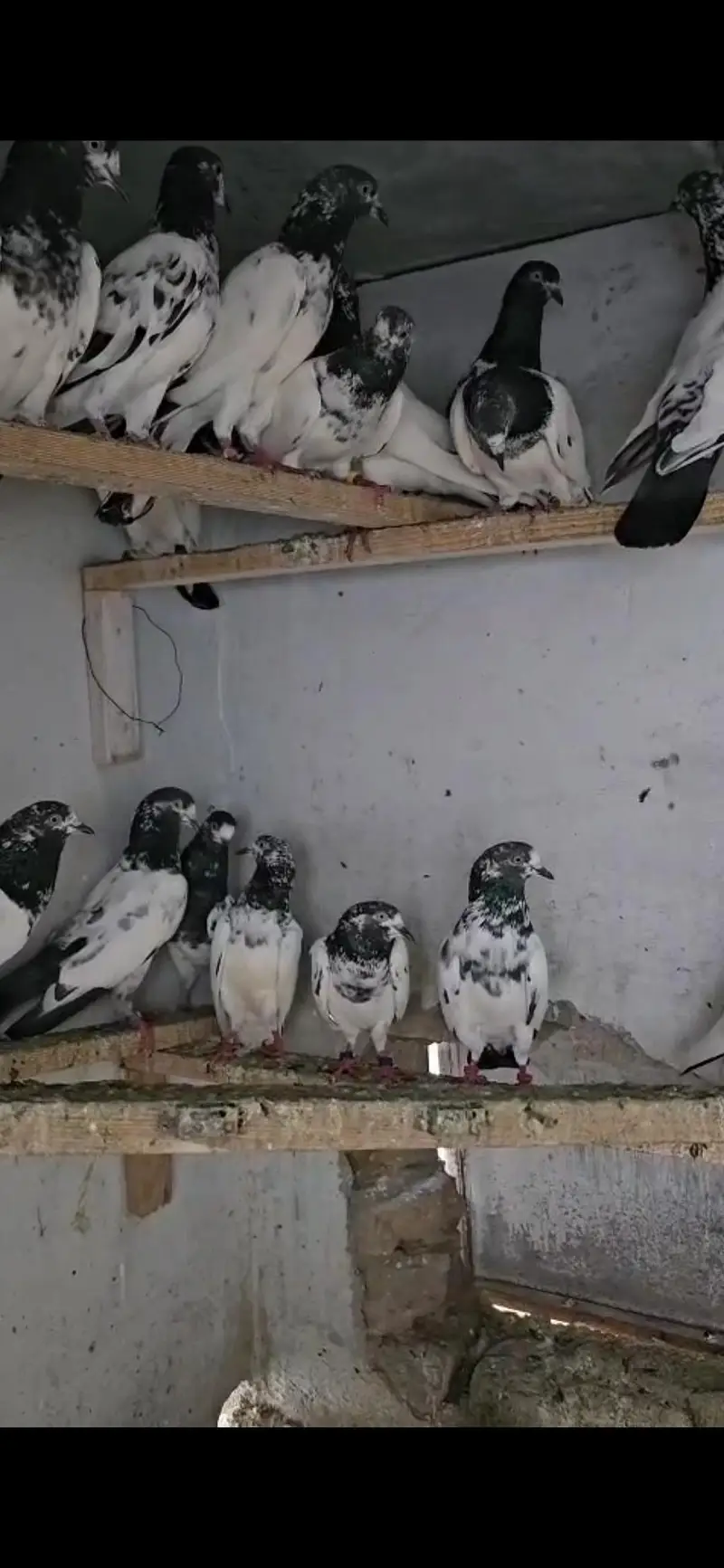 Teddy Pigeon (Healthy Breed) — photo 4