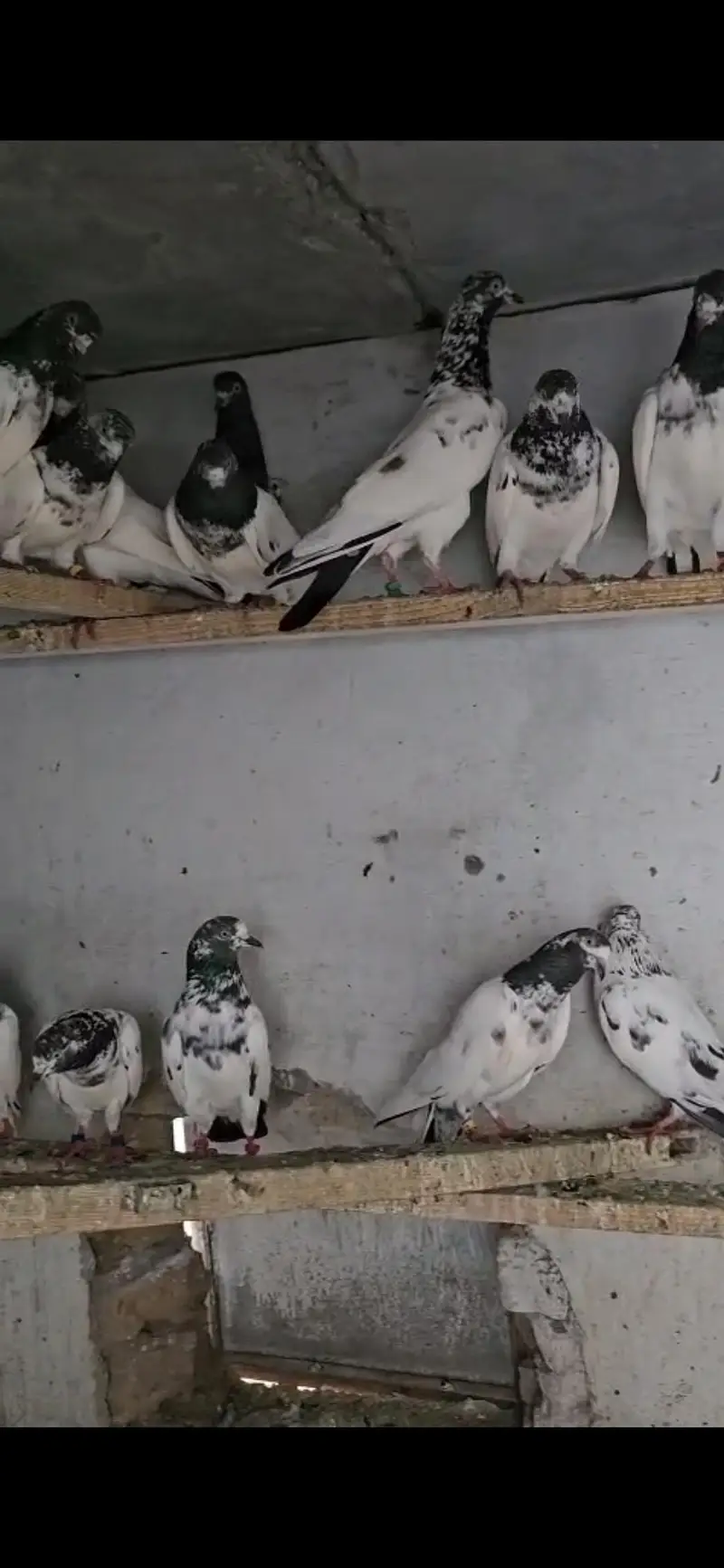 Teddy Pigeon (Healthy Breed) — photo 5