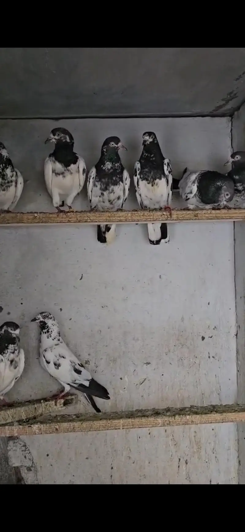 Teddy Pigeon (Healthy Breed) — photo 6