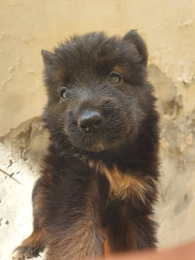 German for sale in affordable price