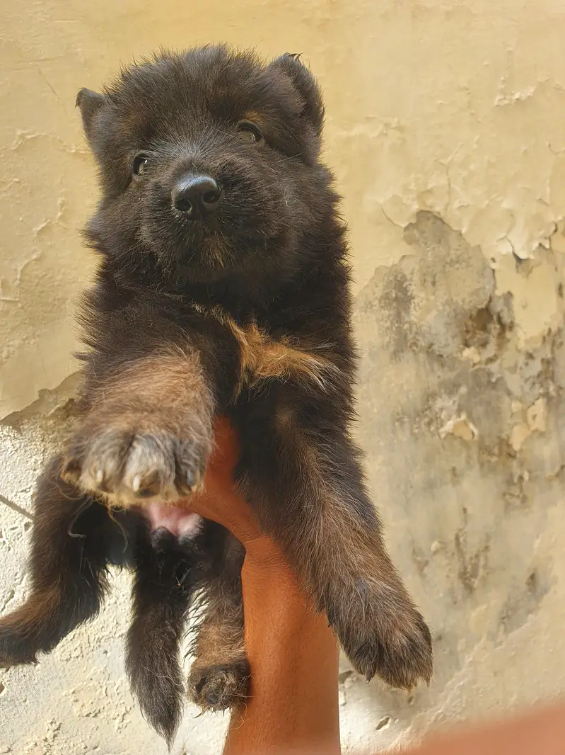 German for sale in affordable price — photo 3