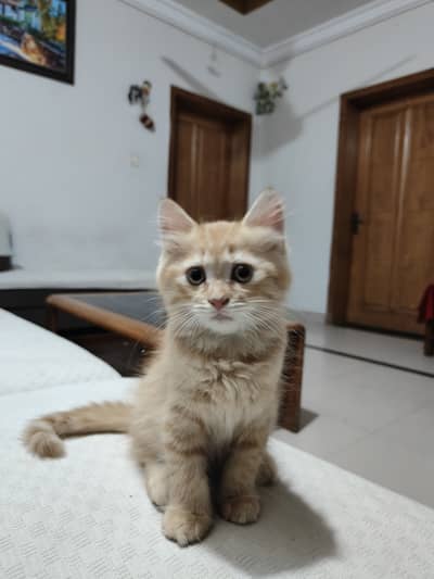 2 Female persian cats