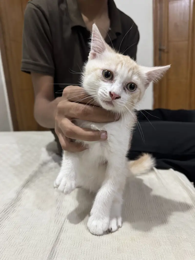 2 Female persian cats — photo 4