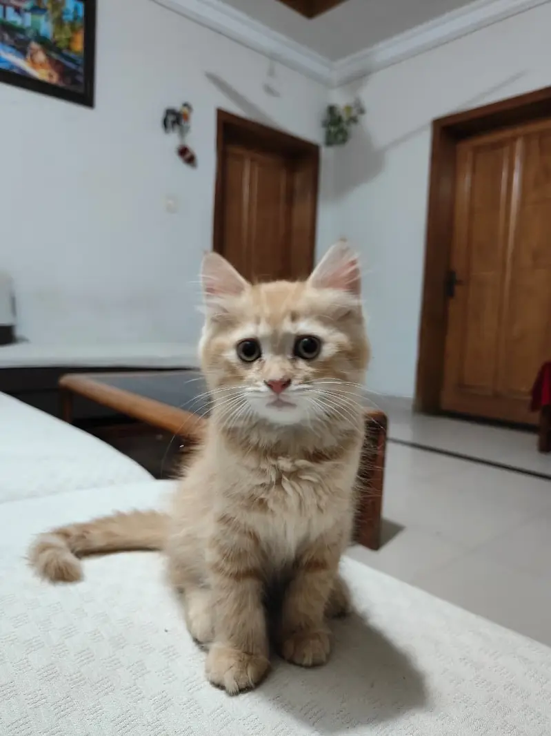 2 Female persian cats — photo 6