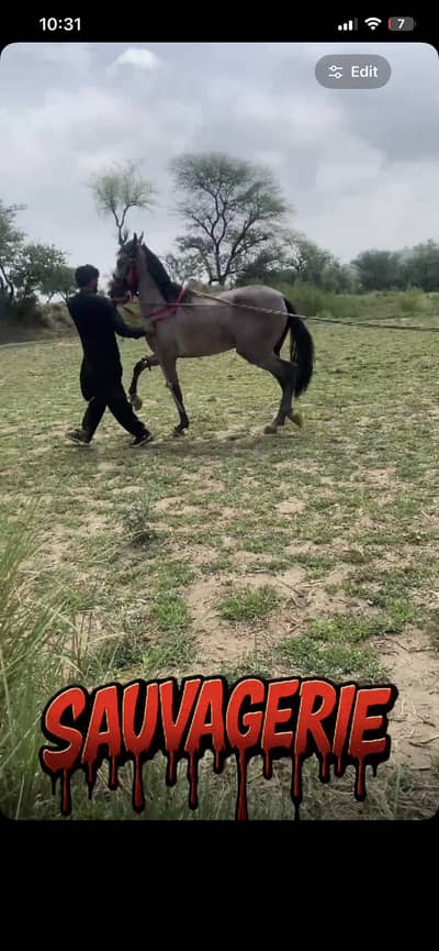 Perfect neza bazi horse