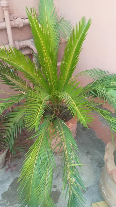kangi pam plant
