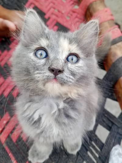 Persian Baby cat