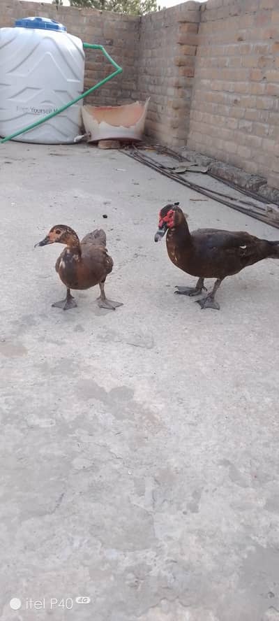 Muscovy duck
