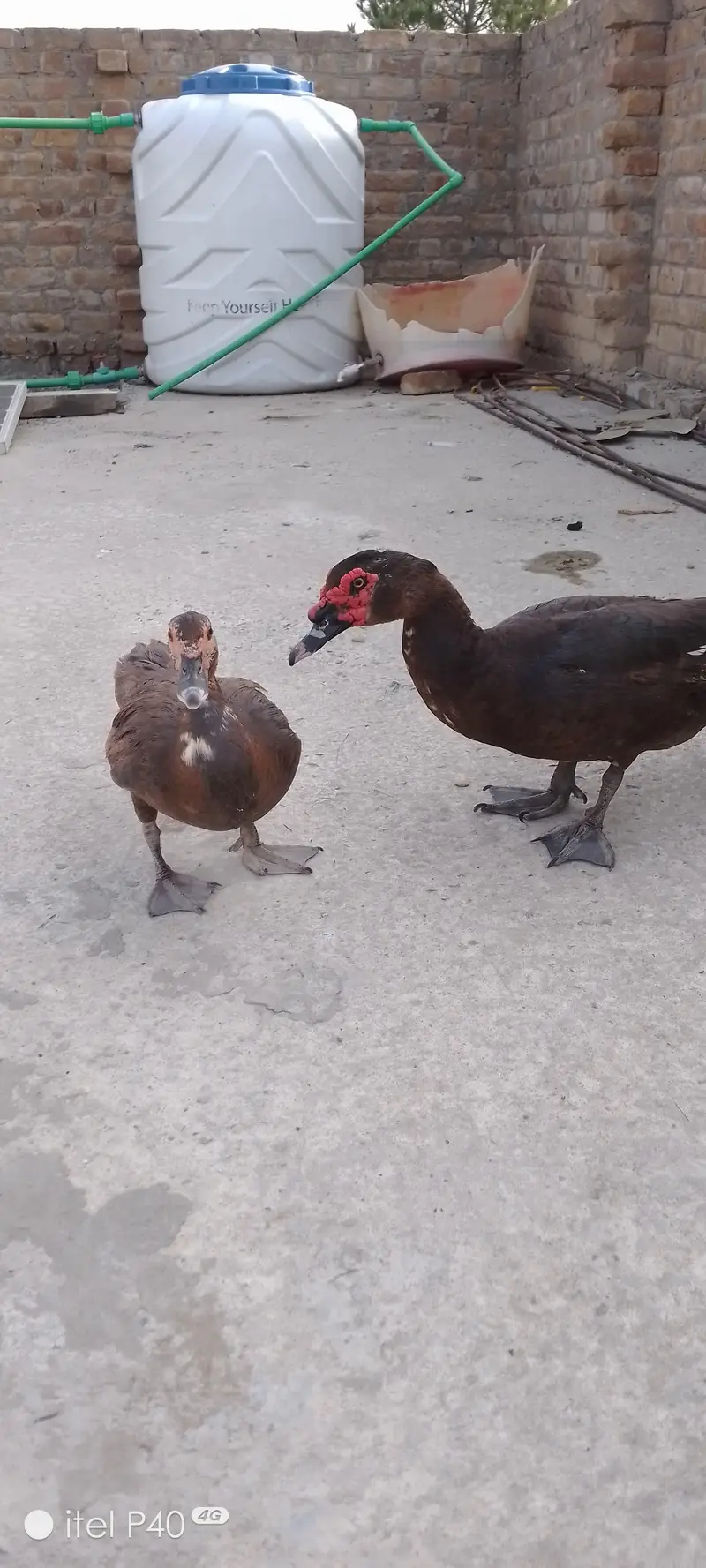 Muscovy duck — photo 2