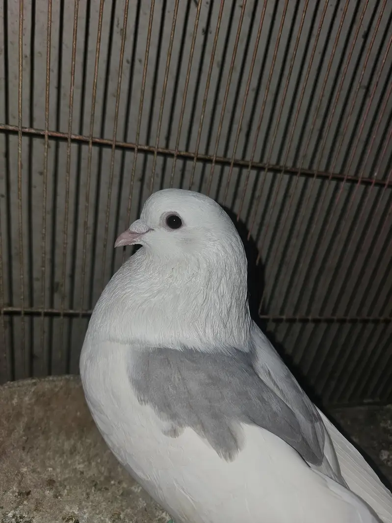 Gola Kabotar — photo 2
