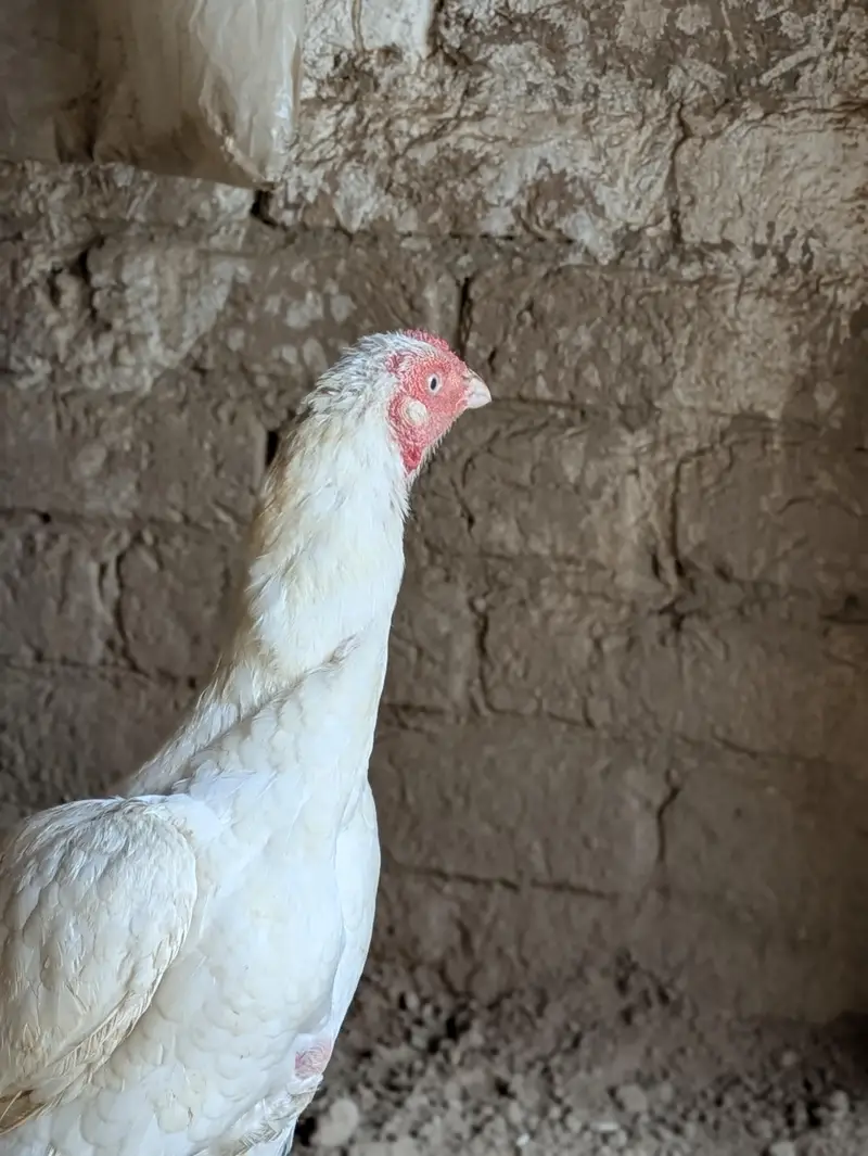 Heera aseel madi for sale — photo 3