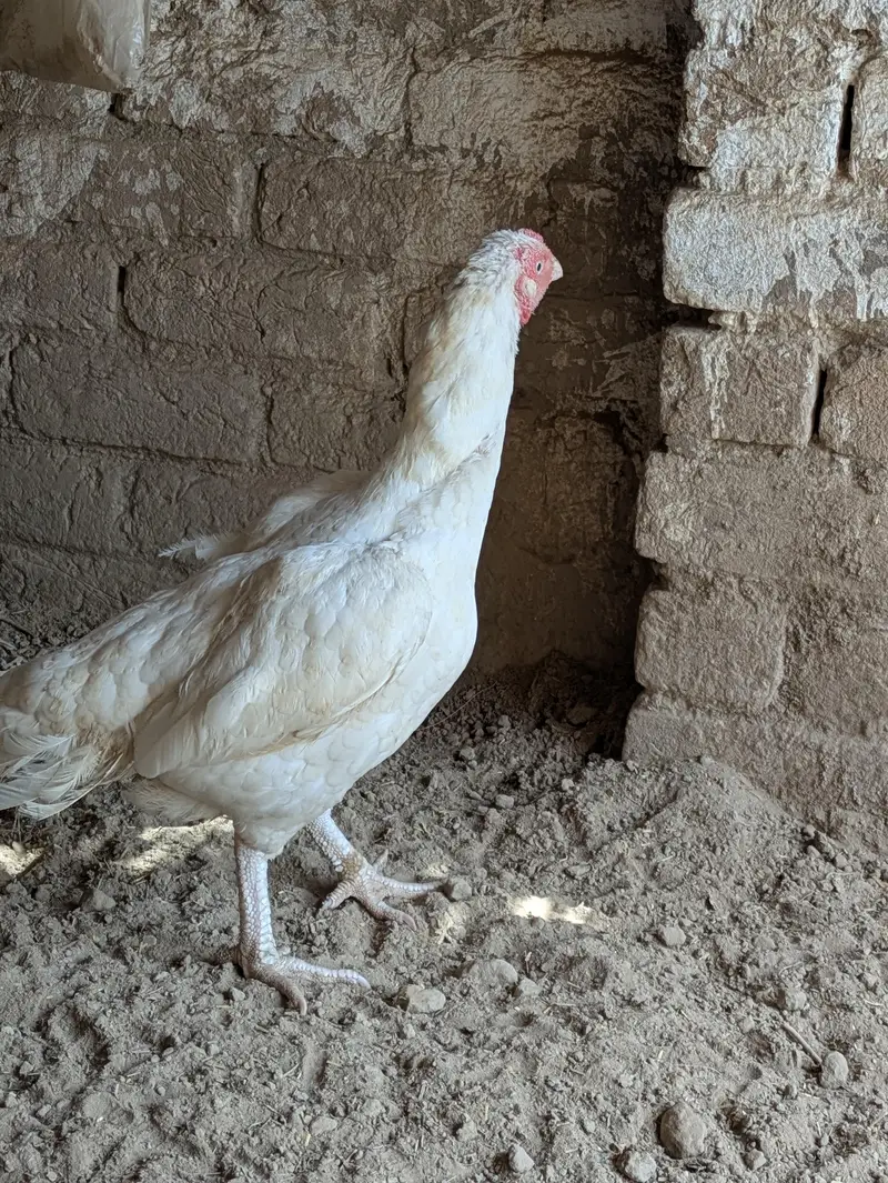Heera aseel madi for sale — photo 4
