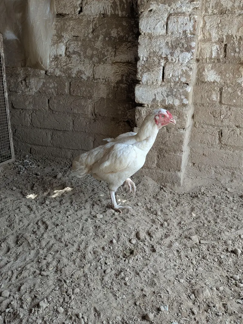 Heera aseel madi for sale — photo 5