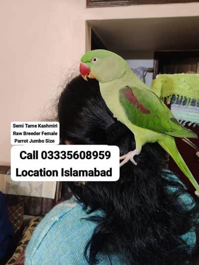 Semi Tamed Kashmiri Raw Breeder Female Parrot Jumbo Size