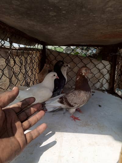 for sell