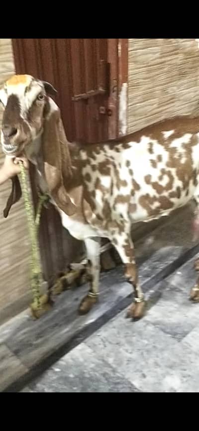 dasi bakri dodh Vali  03098289032