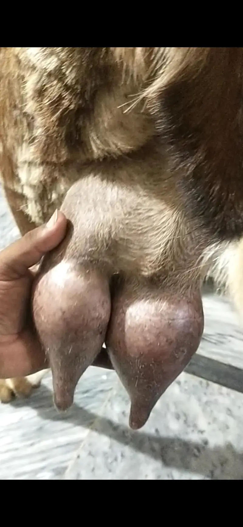 dasi bakri dodh Vali  03098289032 — photo 2