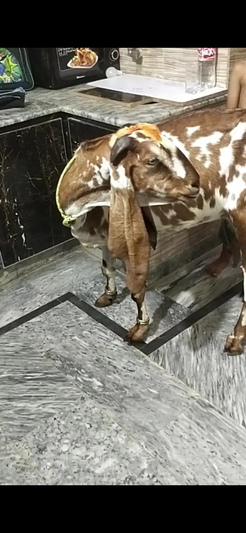 dasi bakri dodh Vali  03098289032 — photo 3