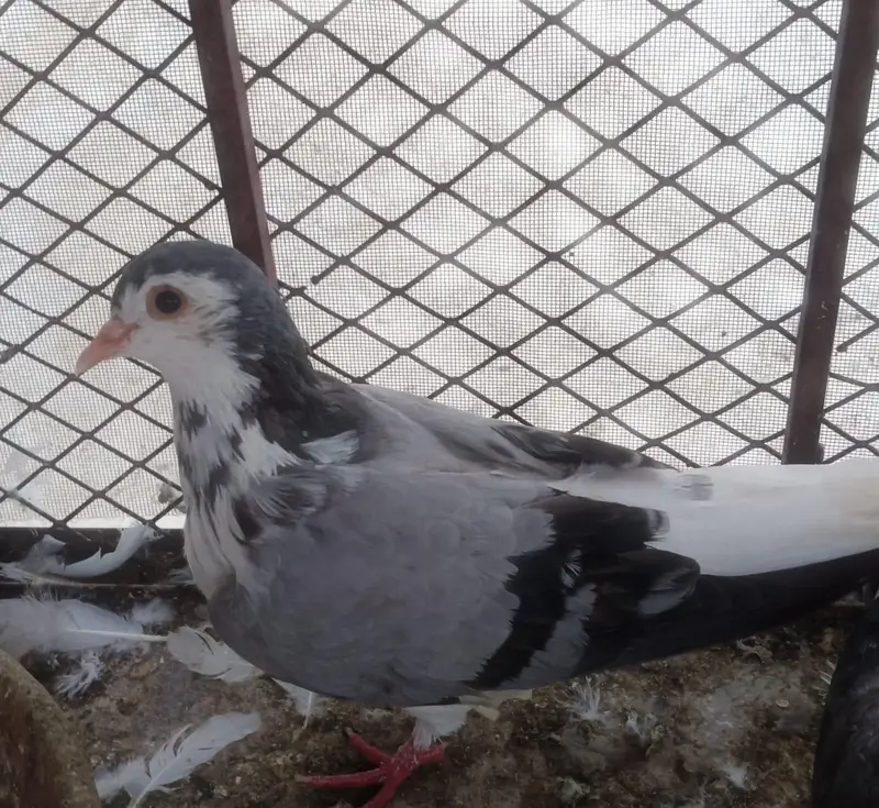 Kabli and Gola — photo 3