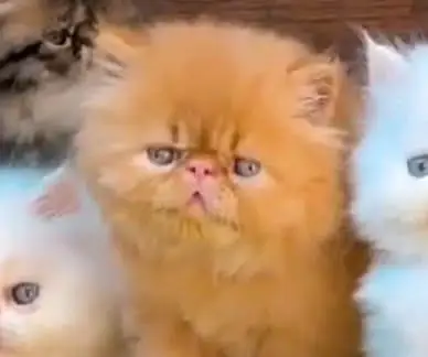 Persian cat for Mel aur female my WhatsApp number30\93\62\94\54 — photo 4