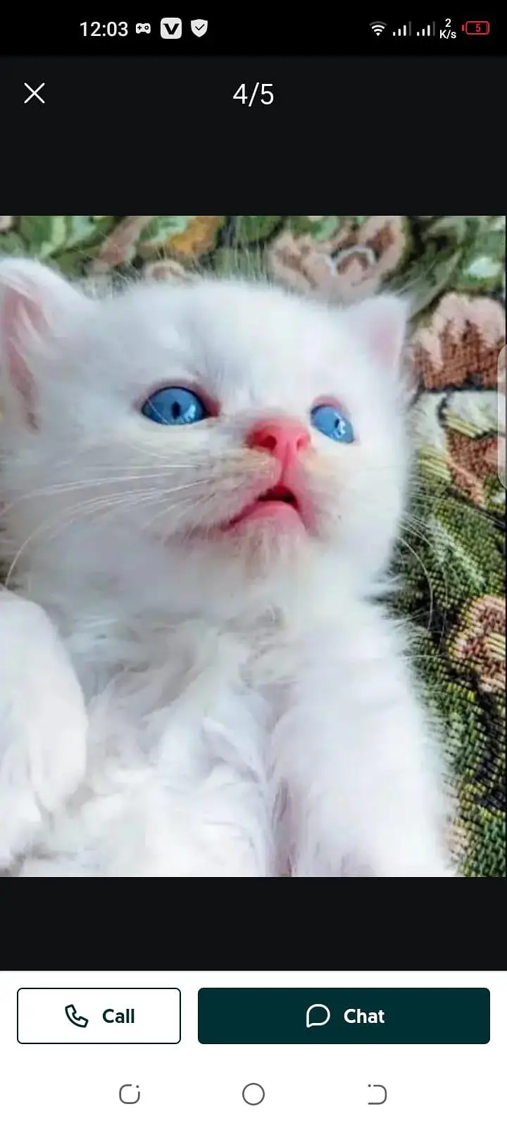 Persian cat for Mel aur female my WhatsApp number30\93\62\94\54 — photo 5
